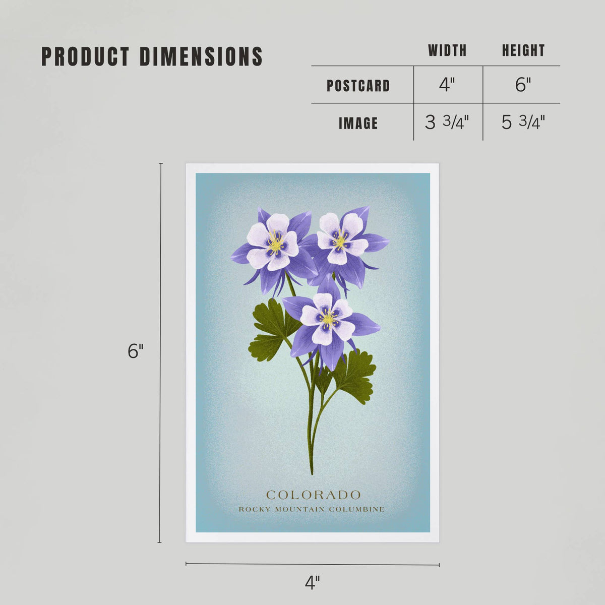 Rocky Mountain Columbine Postcard