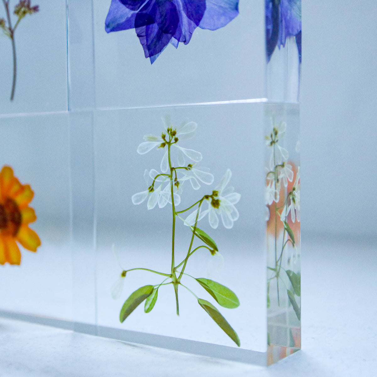 Euphorbia Sola Cube