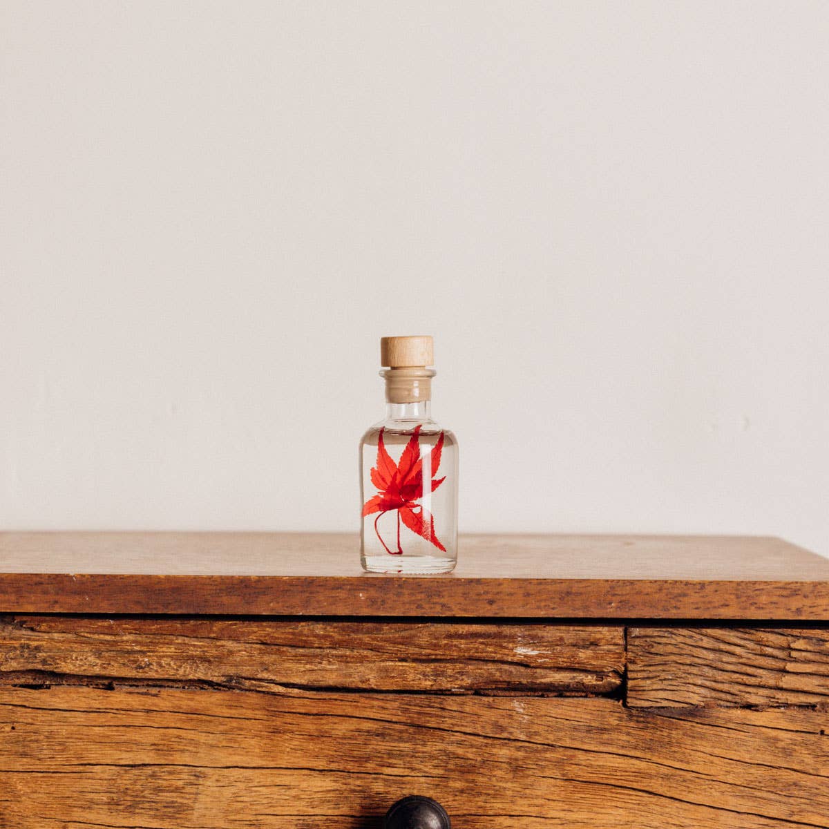 Red Maple Herbarium submerged plant