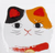 Calico Cat