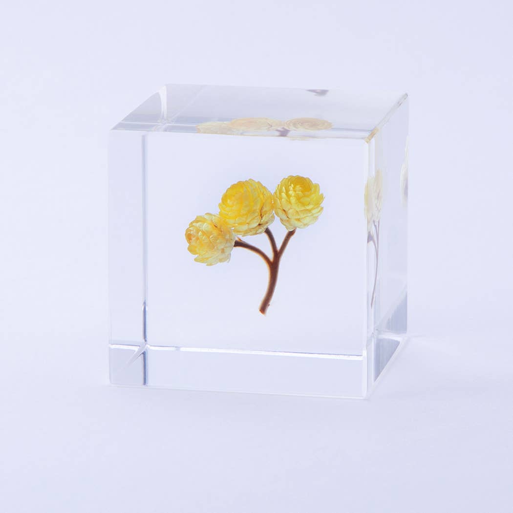 Immortelle Sola Cube