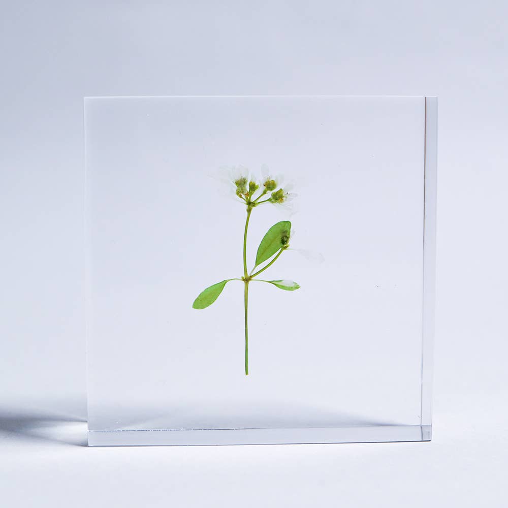 Euphorbia Sola Cube