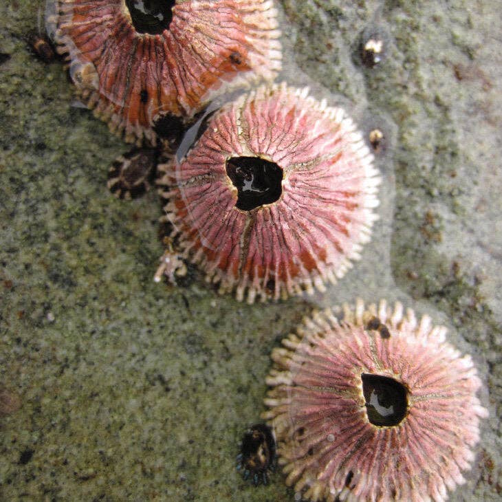 Barnacle Bebe Earrings