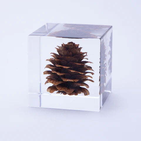 Karamatsu (Pine Cone) Sola Cube