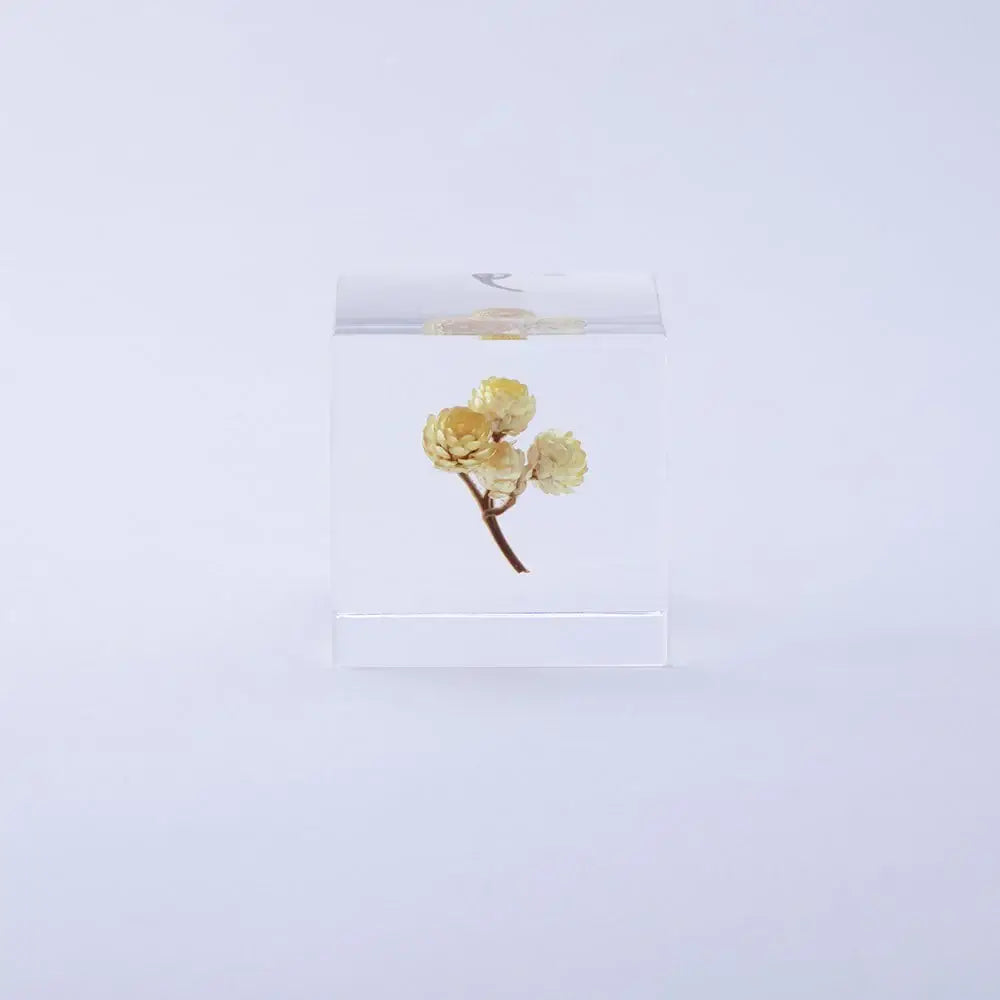 Immortelle Sola Cube