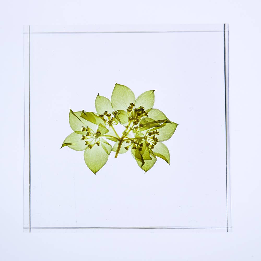 Hare's Ear Sola Cube