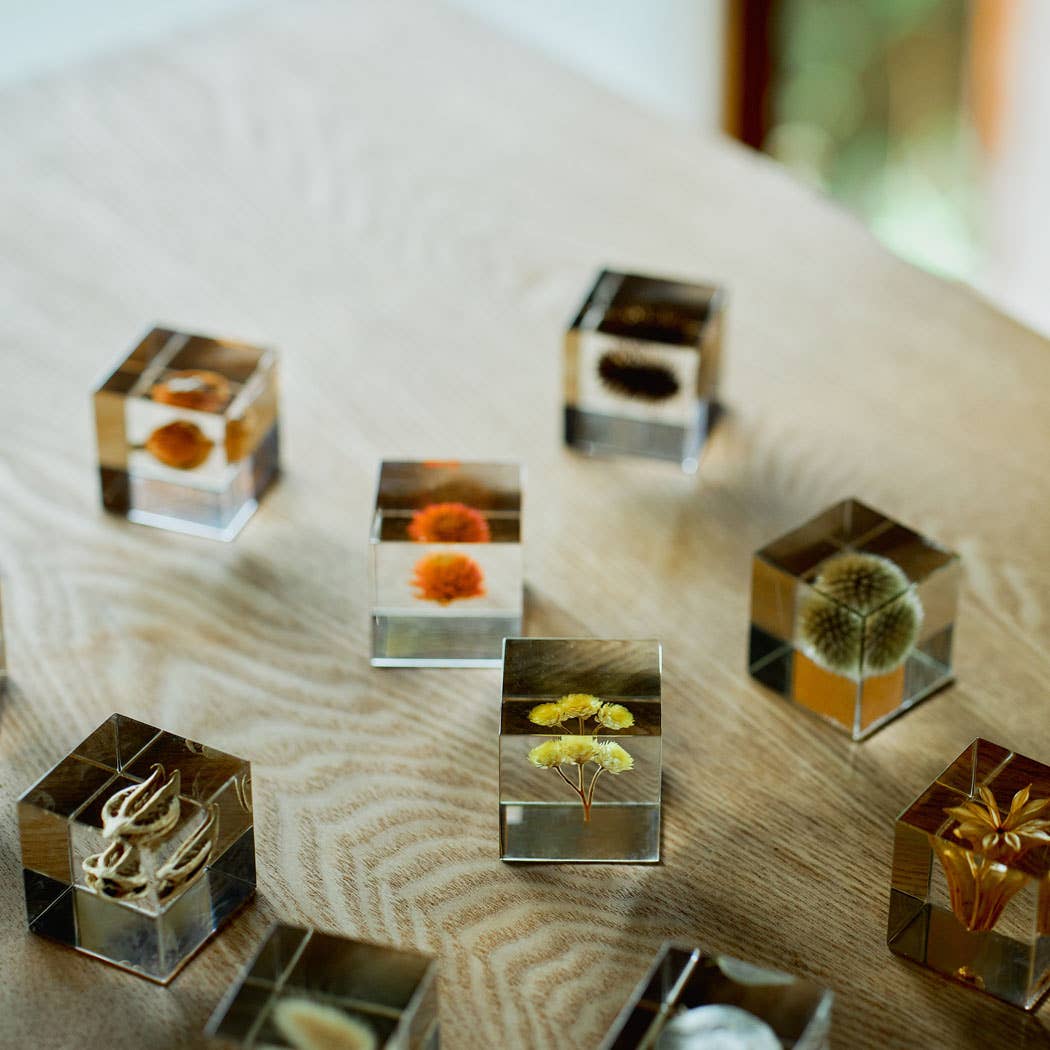 Immortelle Sola Cube