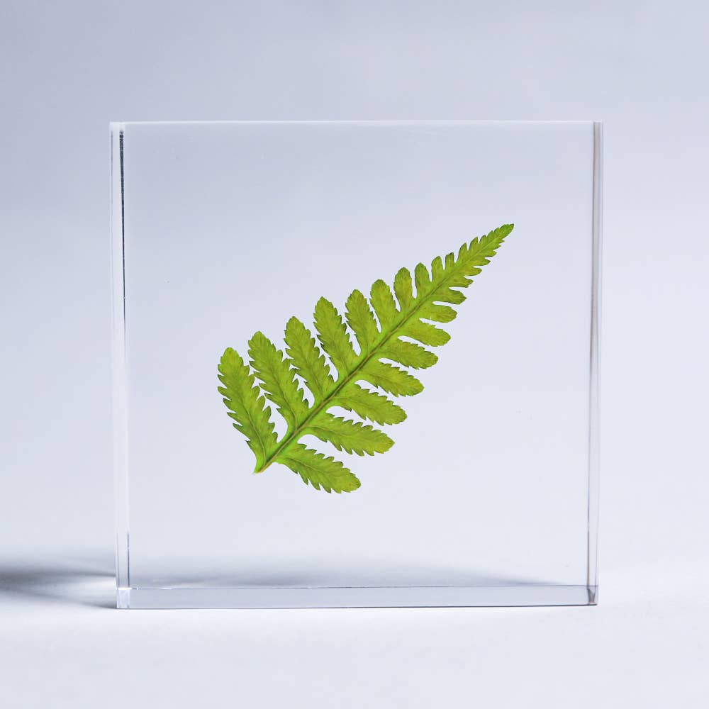 Davallia Sola Cube