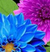 Flippin Flowers