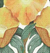 Icelandic Poppies Gold