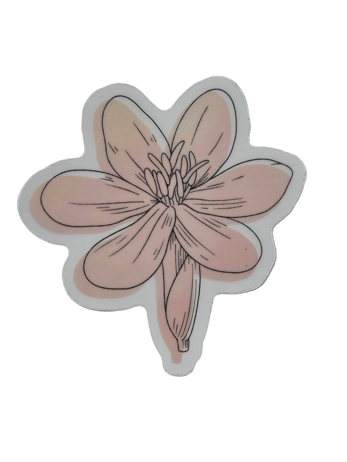 Eleutherine Bulbosa Clear Sticker