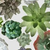 Succulents