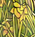 Tiffany - Daffodils