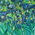 Van Gogh - Irises